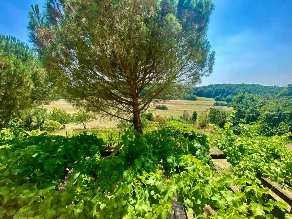 Vue de la chambre Gîte "Pied de nez"